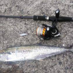 武庫川一文字で朝マズメ狙いで釣行