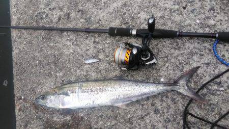 武庫川一文字で朝マズメ狙いで釣行