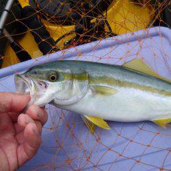 ジギング、エギング、タイラバなどなど