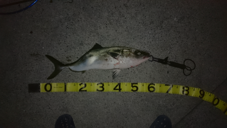 トップで寄せてワインドで