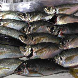 先週のアジ追跡調査に続き泉南方面ランガン