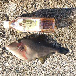 久しぶりの尺アジ