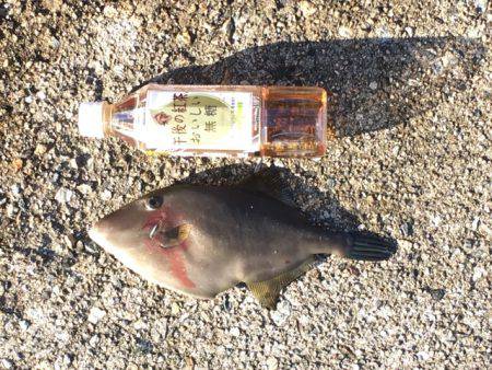 久しぶりの尺アジ