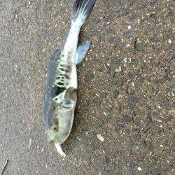 シーバス狙いで