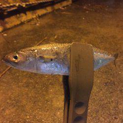 タチウオ狙いのはずが…