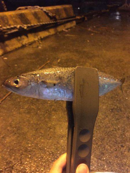 タチウオ狙いのはずが…