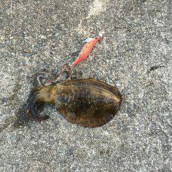 淡路島 翼港釣行