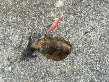 淡路島 翼港釣行