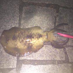 淡路島 翼港釣行3日目