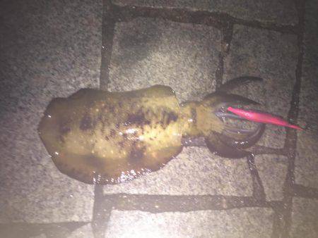 淡路島 翼港釣行3日目