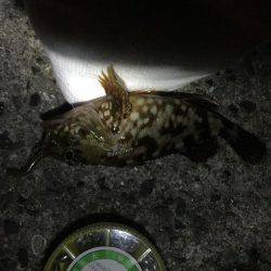 憧れのアコウは…