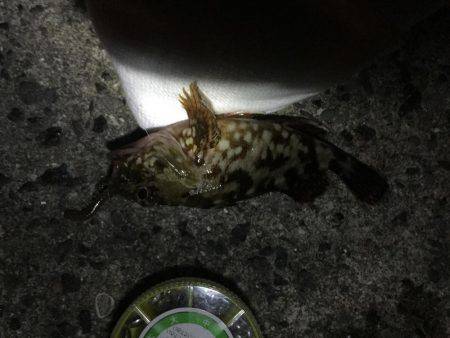 憧れのアコウは…