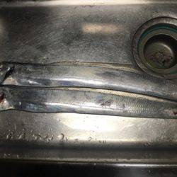 南芦屋浜タチウオ