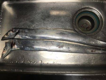 南芦屋浜タチウオ