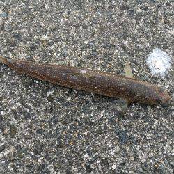 エソ、エソ、エソ…