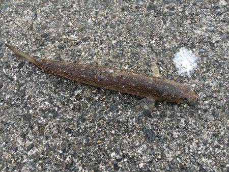 エソ、エソ、エソ…