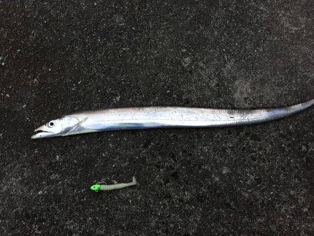 爆風タチウオ釣行