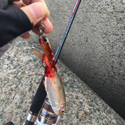 未知との遭遇。笑