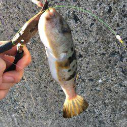 カレイ狙いその1