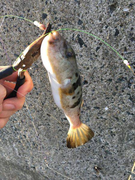 カレイ狙いその1