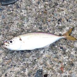 状況は良かった…