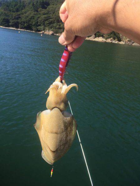 マイボートエギング