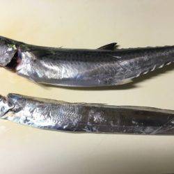 サゴシとタチウオ