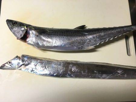 サゴシとタチウオ