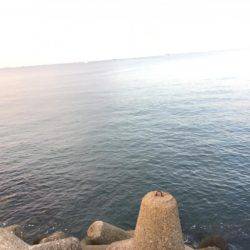 太刀魚のつもりが