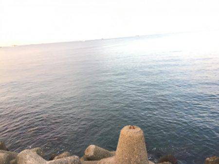 太刀魚のつもりが