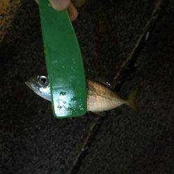 アジ、サバ、イワシ入れ食いでイカも！