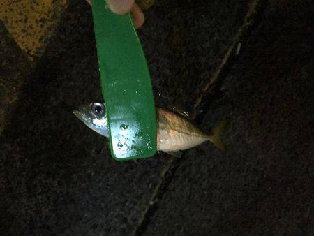 アジ、サバ、イワシ入れ食いでイカも！