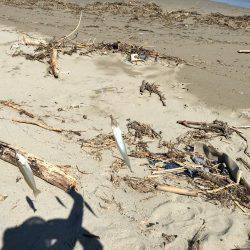 夏の終わりにちょい投げ