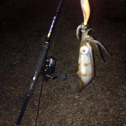 ケンサキ40センチを求めて