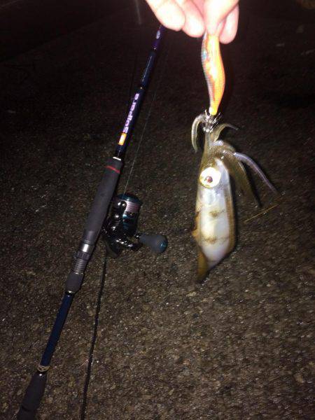 ケンサキ40センチを求めて