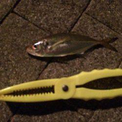 アジング後ワインド。