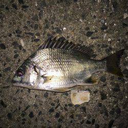 アコウチャレンジ再び…