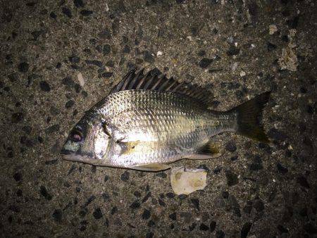 アコウチャレンジ再び…