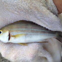 ダメダメフカセ…