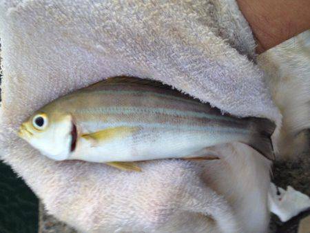 ダメダメフカセ…