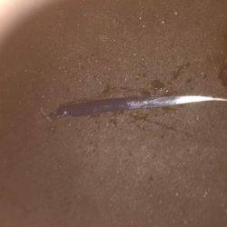 シーバス狙いが