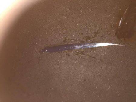 シーバス狙いが