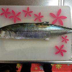 ルアーロスト後の辛勝