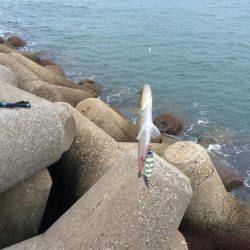 東二見人口島へ朝マヅメ釣行