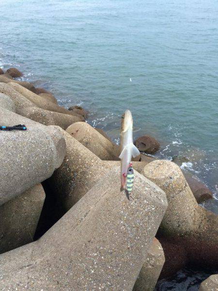 東二見人口島へ朝マヅメ釣行