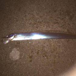 シーバス狙いのはずか