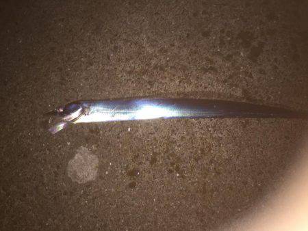 シーバス狙いのはずか