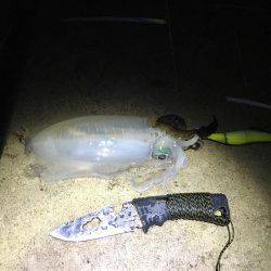 イカ好調、良い大きさに！