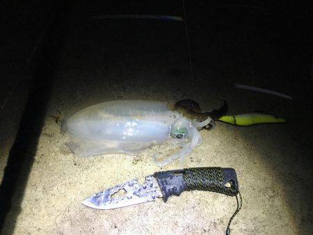 イカ好調、良い大きさに！