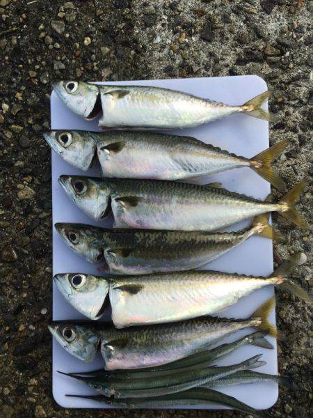 サゴシ、タチウオ、さっぱり(>_&l…